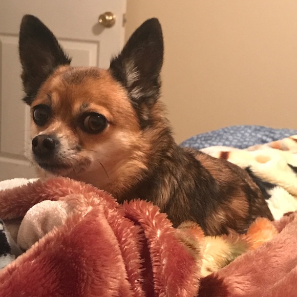 Meet your Posher, Nicole - Picture 2 of 4